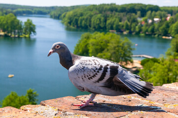 Pigeon, Lagow lake, jezioro łagowskie. Lagow, Lubusz Voivodeship, Poland