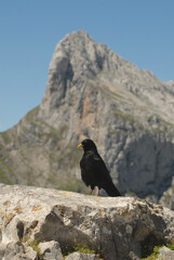 chova en picos de europa