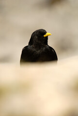 chova en picos de europa