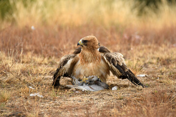 El aguila calzada en el campo