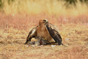 Fototapeta premium El aguila calzada en el campo