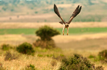 El aguila calzada en el campo