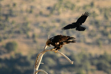 Aguila imperial ibérica