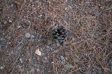 Pine Cones nice and dry and some are open up.