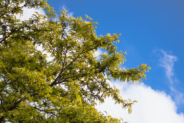 Tree tops against a blue sky