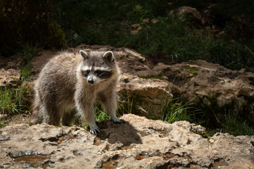 Raccoon with bright eyes in a zoo. Adorable mammal.
