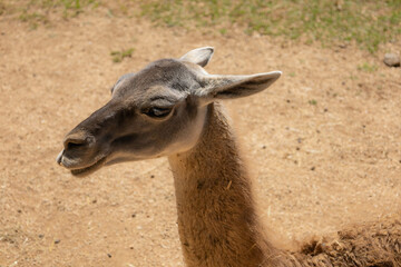 Llama guanaco close-up photography. Farm in the Andes in South America