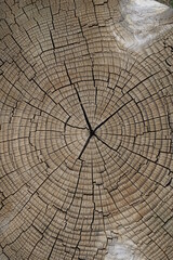 Fototapeta premium natural patterned interior of a cut old tree, background