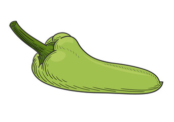 Linear hand drawing of long slims green bell pepper (paprika). Vector illustration on a white background, EPS 10. Monochrome graphics in a minimalist realistic style.