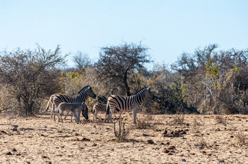 Fototapeta na wymiar A group of Burchell's Plains zebra -Equus quagga burchelli- walking on the plains of Etosha National Park, Namibia.
