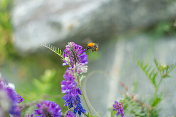 Isolated wild insect honey bee coming for sucking nectar from lavender flowers on natural background