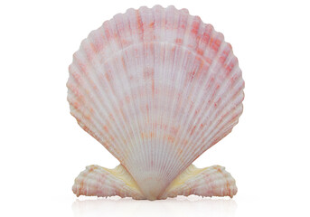 Marine white pink sea conch on white isolated background. Vacation, travel concept