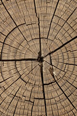 natural patterned interior of a cut old tree, background