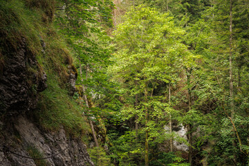 Fototapeta na wymiar Rocks, forest, river bed in Slovak paradise