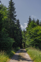Fototapeta na wymiar Valley, forest, sky in Slovak Paradise