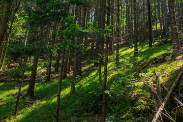 Valley, forest, sky in Slovak Paradise