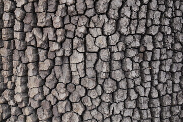 natural exterior of an old tree, background