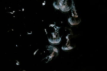 méduses nageant sur fond sombre