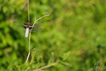 Beautiful picture of a blue dragonfly in nature, broad bodied chaser close up