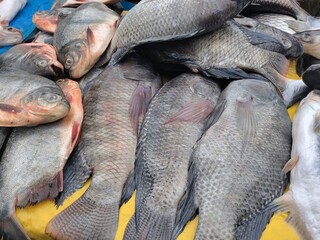 River or fresh water fish for sell at Indian fresh market.