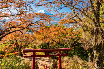 富士山と桜の木の紅葉　山梨県富士吉田市孝徳公園にて