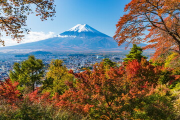 Fototapeta premium 富士山と紅葉 山梨県富士吉田市孝徳公園にて