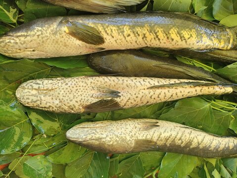Snakehead fish (Channa striata),murrel fish at Indian fish market. High source of protein.