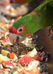 Conure mitrée mangeant