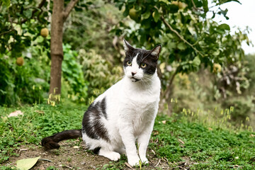 Naklejka na ściany i meble Beautiful black and white cat, European Shorthair, sitting in green grass in a garden and looking attentive. Household pet.