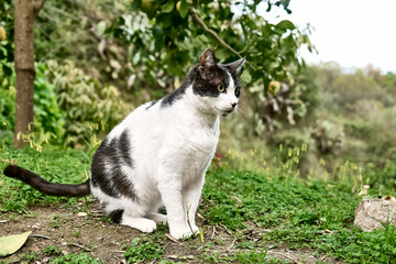 Naklejka na ściany i meble Beautiful black and white cat, European Shorthair, sitting in green grass in a garden and looking attentive. Household pet.