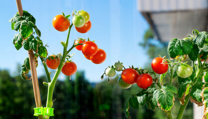 Small tomatoes ripening on the glazed balcony against the blue sky. Plant leaves are damaged....