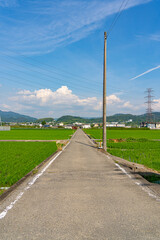 夏空と田園風景　和歌山県紀の川市