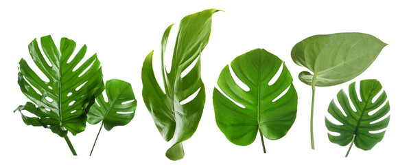 Set of green tropical monstera leaves on white background