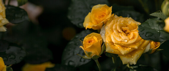 A bushy yellow rose with dew at dawn. An elegant twig and a bud. Beautiful sunlight. The background...