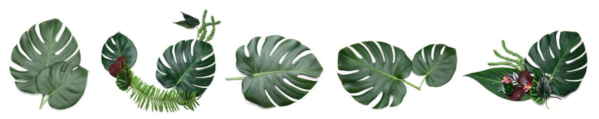Set of green tropical monstera leaves on white background