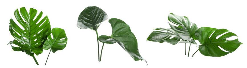 Set of green tropical monstera leaves on white background - obrazy, fototapety, plakaty