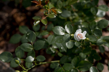 Obraz premium Bushy white rose with dew at dawn. An elegant twig and a bud. Beautiful sunlight. The background image is green and white. Natural, environmentally friendly natural background.