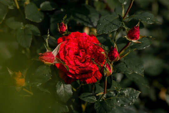 Striped red roses of a beautiful bright shade with dew at dawn. Beautiful sunlight. The background image is green and pink. Natural, environmentally friendly natural background.