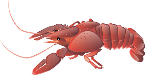 Realistic red swamp crayfish isolated illustration, one big freshwater North American crayfish 