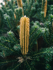 Banksia flower