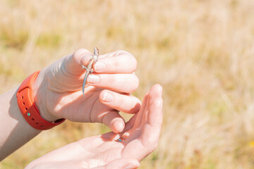 Women hands holding a small lizard outdoor. Human finger. Life. Wild Animal. Habitat. Ambience....
