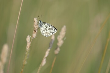 Horizontal image of a marbled white butterfly, black and white butterfly