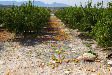 Food waste on orange plantation after harvest