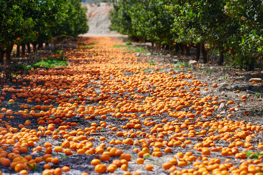 Food waste on orange plantation after harvest