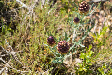 Rhaponticum carthamoides flowers. Maral root or Rhaponticum flower, herbaceous perennial plant. The roots are used to make medicine