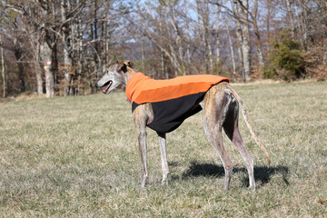 greyhound with orange blanket standing in a field