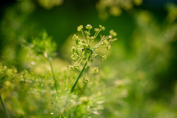 Fresh dill , growing in a garden bed. An annual herbaceous plant of the Beekeeper family. Growing fresh greens. Green plants in the garden, ecological agriculture for the production of a healthy food 
