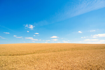 Summer landscape showing agriculture wheat field and blue sky with white clouds on a sunny day