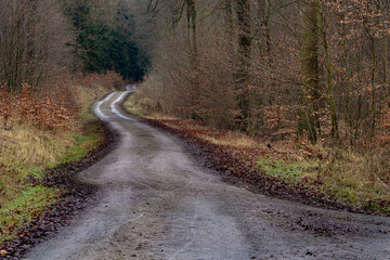 ROAD IN THE FOREST