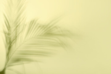 Shadow of tropical palm leaves on light color background